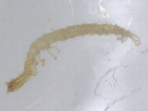  ( - CBG-B01828-A07)  @11 [ ] CreativeCommons - Attribution Share - Alike (2025) CBG Photography Group Centre for Biodiversity Genomics