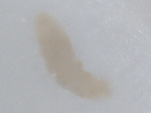  ( - CBG-B01828-E02)  @11 [ ] CreativeCommons - Attribution Share - Alike (2025) CBG Photography Group Centre for Biodiversity Genomics