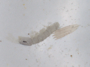  ( - CBG-B01828-G08)  @11 [ ] CreativeCommons - Attribution Share - Alike (2025) CBG Photography Group Centre for Biodiversity Genomics