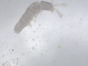  ( - CBG-B01828-G10)  @11 [ ] CreativeCommons - Attribution Share - Alike (2025) CBG Photography Group Centre for Biodiversity Genomics