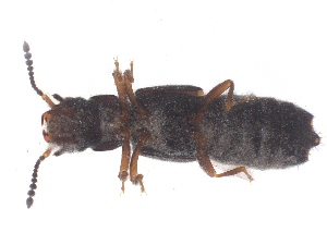  ( - CBG-B01861-F04)  @11 [ ] CreativeCommons - Attribution Share - Alike (2025) CBG Photography Group Centre for Biodiversity Genomics