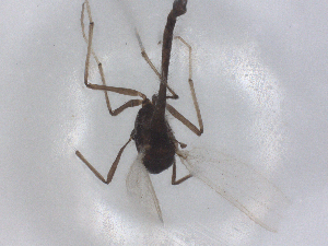  ( - CBG-B01861-G02)  @11 [ ] CreativeCommons - Attribution Share - Alike (2025) CBG Photography Group Centre for Biodiversity Genomics