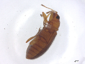  ( - CBG-B01862-A08)  @11 [ ] CreativeCommons - Attribution Share - Alike (2025) CBG Photography Group Centre for Biodiversity Genomics