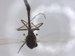  ( - CBG-B01862-B11)  @11 [ ] CreativeCommons - Attribution Share - Alike (2025) CBG Photography Group Centre for Biodiversity Genomics