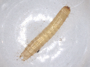  ( - CBG-B01949-D04)  @11 [ ] CreativeCommons - Attribution Share - Alike (2025) CBG Photography Group Centre for Biodiversity Genomics