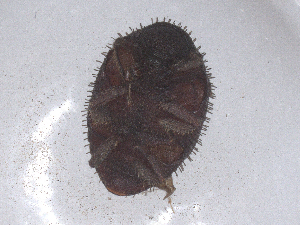  ( - CBG-B01949-D05)  @11 [ ] CreativeCommons - Attribution Share - Alike (2025) CBG Photography Group Centre for Biodiversity Genomics