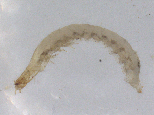  ( - CBG-B01949-D06)  @11 [ ] CreativeCommons - Attribution Share - Alike (2025) CBG Photography Group Centre for Biodiversity Genomics