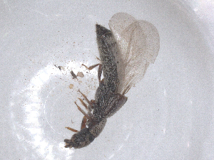  ( - CBG-B01949-G02)  @11 [ ] CreativeCommons - Attribution Share - Alike (2025) CBG Photography Group Centre for Biodiversity Genomics