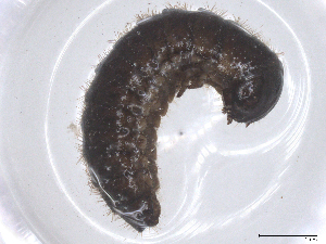  ( - CBG-B01950-B07)  @11 [ ] CreativeCommons - Attribution Share - Alike (2025) CBG Photography Group Centre for Biodiversity Genomics
