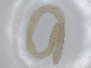  ( - CBG-B01950-E07)  @11 [ ] CreativeCommons - Attribution Share - Alike (2025) CBG Photography Group Centre for Biodiversity Genomics