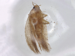  ( - CBG-B01951-D08)  @11 [ ] CreativeCommons - Attribution Share - Alike (2025) CBG Photography Group Centre for Biodiversity Genomics