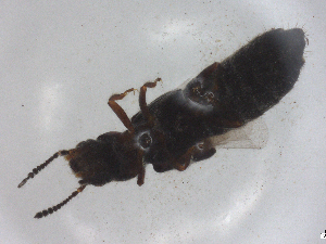  ( - CBG-B05198-A02)  @11 [ ] CreativeCommons - Attribution Share - Alike (2025) CBG Photography Group Centre for Biodiversity Genomics