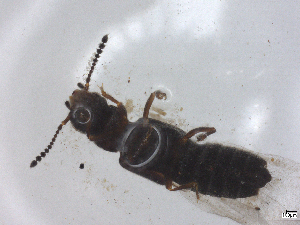  ( - CBG-B05198-A12)  @11 [ ] CreativeCommons - Attribution Share - Alike (2025) CBG Photography Group Centre for Biodiversity Genomics