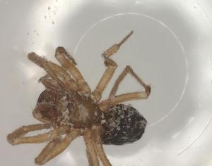  ( - CBG-B07208-D02)  @11 [ ] CreativeCommons - Attribution Share - Alike (2025) Centre for Biodiversity Genomics Centre for Biodiversity Genomics