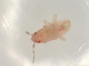  ( - CBG-B07209-B09)  @11 [ ] CreativeCommons - Attribution Share - Alike (2025) Centre for Biodiversity Genomics Centre for Biodiversity Genomics