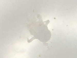  ( - CBG-B07209-E02)  @11 [ ] CreativeCommons - Attribution Share - Alike (2025) Centre for Biodiversity Genomics Centre for Biodiversity Genomics