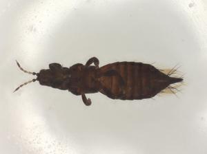  ( - CBG-B07209-H07)  @11 [ ] CreativeCommons - Attribution Share - Alike (2025) Centre for Biodiversity Genomics Centre for Biodiversity Genomics