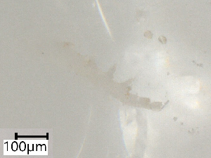  ( - CBG-B07215-A02)  @11 [ ] CreativeCommons - Attribution Share - Alike (2025) Centre for Biodiversity Genomics Centre for Biodiversity Genomics