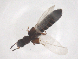  ( - CBG-B23628-E07)  @11 [ ] CreativeCommons - Attribution Share - Alike (2025) CBG Photography Group Centre for Biodiversity Genomics