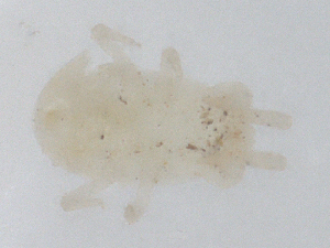  ( - CBG-B23687-H09)  @11 [ ] CreativeCommons - Attribution Share - Alike (2025) CBG Photography Group Centre for Biodiversity Genomics