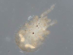  ( - CBG-B23693-D01)  @11 [ ] CreativeCommons - Attribution Share - Alike (2025) CBG Photography Group Centre for Biodiversity Genomics