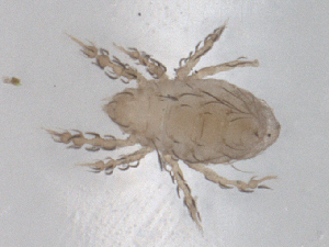  ( - CBG-B23695-H02)  @11 [ ] CreativeCommons - Attribution Share - Alike (2025) CBG Photography Group Centre for Biodiversity Genomics