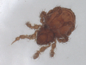  ( - CBG-B23695-H04)  @11 [ ] CreativeCommons - Attribution Share - Alike (2025) CBG Photography Group Centre for Biodiversity Genomics