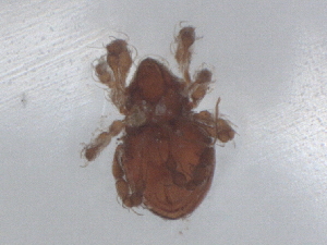  ( - CBG-B23696-D03)  @11 [ ] CreativeCommons - Attribution Share - Alike (2025) CBG Photography Group Centre for Biodiversity Genomics