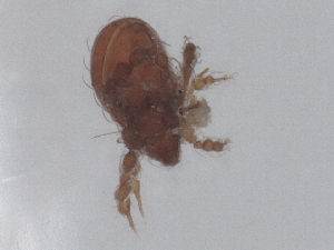  ( - CBG-B23696-D04)  @11 [ ] CreativeCommons - Attribution Share - Alike (2025) CBG Photography Group Centre for Biodiversity Genomics