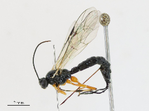  ( - CBG-A17478-D02)  @11 [ ] CreativeCommons - Attribution Share - Alike (2023) CBG Photography Group Centre for Biodiversity Genomics