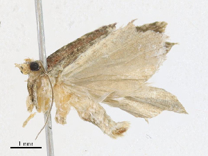  ( - CBG-A18323-A02)  @11 [ ] CreativeCommons - Attribution Share - Alike (2023) CBG Photography Group Centre for Biodiversity Genomics