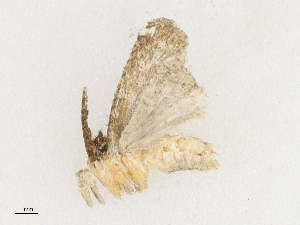  ( - CBG-A21745-D01)  @11 [ ] CreativeCommons - Attribution Share - Alike (2023) CBG Photography Group Centre for Biodiversity Genomics