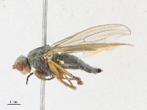  ( - CBG-A21746-C11)  @11 [ ] CreativeCommons - Attribution Share - Alike (2023) CBG Photography Group Centre for Biodiversity Genomics