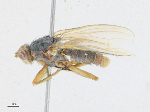  ( - CBG-A21747-C03)  @11 [ ] CreativeCommons - Attribution Share - Alike (2023) CBG Photography Group Centre for Biodiversity Genomics