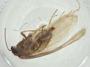  (Tridentaforma browncopper - CBG-A28865-D03)  @11 [ ] CreativeCommons - Attribution Share - Alike (2024) Centre for Biodiversity Genomics Centre for Biodiversity Genomics