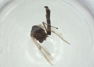  ( - CBG-A33043-E06)  @11 [ ] CreativeCommons - Attribution Share - Alike (2024) Centre for Biodiversity Genomics Centre for Biodiversity Genomics