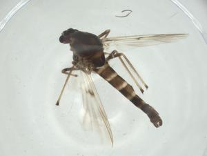  ( - CBG-A33043-F09)  @11 [ ] CreativeCommons - Attribution Share - Alike (2024) Centre for Biodiversity Genomics Centre for Biodiversity Genomics