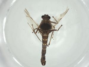  ( - CBG-A33043-G05)  @11 [ ] CreativeCommons - Attribution Share - Alike (2024) Centre for Biodiversity Genomics Centre for Biodiversity Genomics