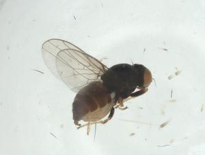  ( - CBG-A33099-B02)  @11 [ ] CreativeCommons - Attribution Share - Alike (2024) Centre for Biodiversity Genomics Centre for Biodiversity Genomics