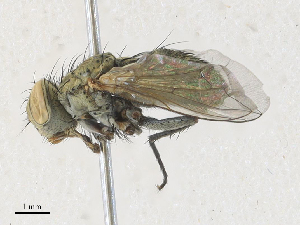  ( - CBG-A34295-D04)  @11 [ ] CreativeCommons - Attribution Share - Alike (2024) CBG Photography Group Centre for Biodiversity Genomics