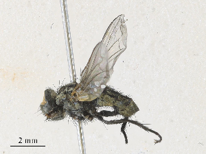  ( - CBG-A34295-D05)  @11 [ ] CreativeCommons - Attribution Share - Alike (2024) CBG Photography Group Centre for Biodiversity Genomics