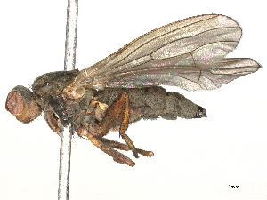  ( - CBG-A54474-A05)  @11 [ ] CreativeCommons - Attribution Share - Alike (2024) CBG Photography Group Centre for Biodiversity Genomics