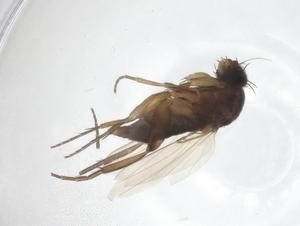  ( - CBG-A61848-H09)  @11 [ ] CreativeCommons - Attribution Share - Alike (2025) Centre for Biodiversity Genomics Centre for Biodiversity Genomics