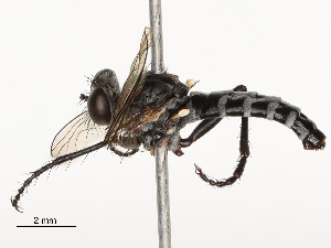  ( - CBG-A62839-A02)  @11 [ ] CreativeCommons - Attribution Share - Alike (2025) CBG Photography Group Centre for Biodiversity Genomics