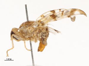  ( - CBG-A62841-H03)  @11 [ ] CreativeCommons - Attribution Share - Alike (2025) CBG Photography Group Centre for Biodiversity Genomics