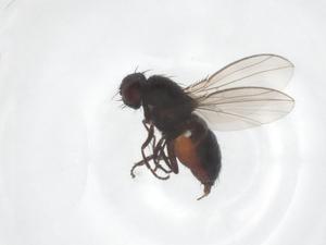  ( - CBG-B12869-H10)  @11 [ ] CreativeCommons - Attribution Share - Alike (2025) Centre for Biodiversity Genomics Centre for Biodiversity Genomics