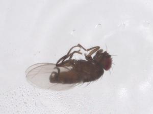  ( - CBG-B12875-A11)  @11 [ ] CreativeCommons - Attribution Share - Alike (2025) Centre for Biodiversity Genomics Centre for Biodiversity Genomics