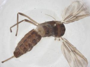  ( - CBG-B14355-B02)  @11 [ ] CreativeCommons - Attribution Share - Alike (2025) Centre for Biodiversity Genomics Centre for Biodiversity Genomics