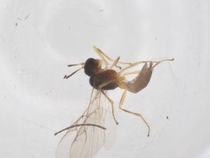  ( - CBG-B14419-B10)  @11 [ ] CreativeCommons - Attribution Share - Alike (2025) Centre for Biodiversity Genomics Centre for Biodiversity Genomics