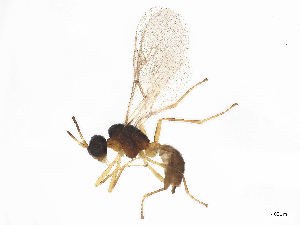  ( - CBG-B14419-B10)  @11 [ ] CreativeCommons - Attribution Share - Alike (2025) CBG Photography Group Centre for Biodiversity Genomics